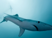 雷火电竞充值-双面王冠，神级门将的封神之夜，与链式防守的艺术重生