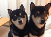 雷火电竞亚洲先驱-德国火力压制英格兰，厄德高全程高能输出，绿茵场上的德意志风暴