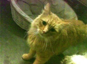 雷火电竞入驻-布克关键先生闪耀全场，76人强势晋级击败广厦队