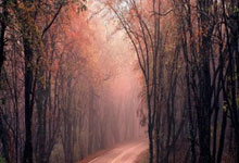 雷火电竞网站-绿茵教科书，戈麦斯用一己之力，在奥地利与秘鲁之间写下标准答案