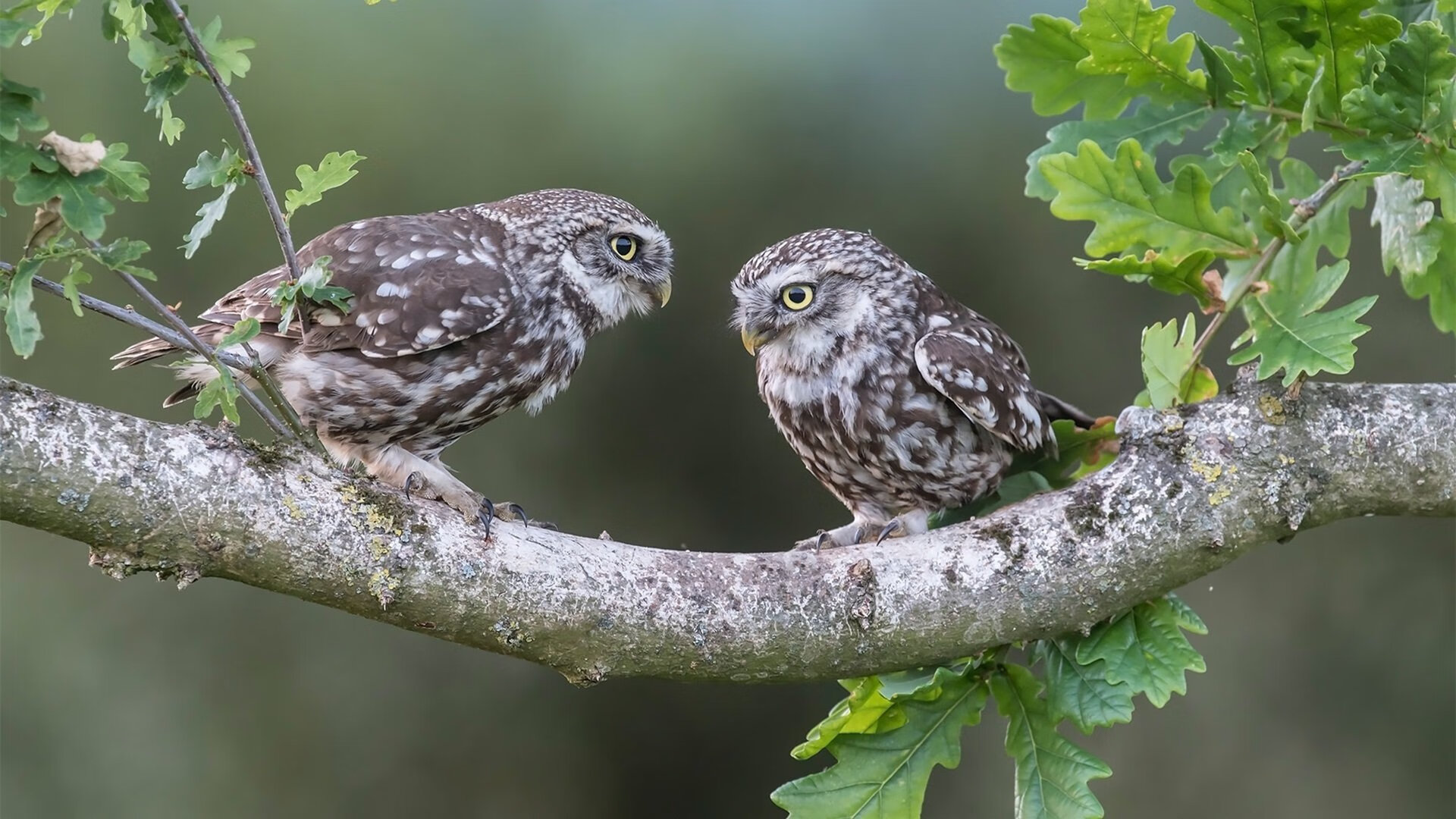 红衫染绿鹰，当卢卡库为突尼斯而战，改写的不只是比赛