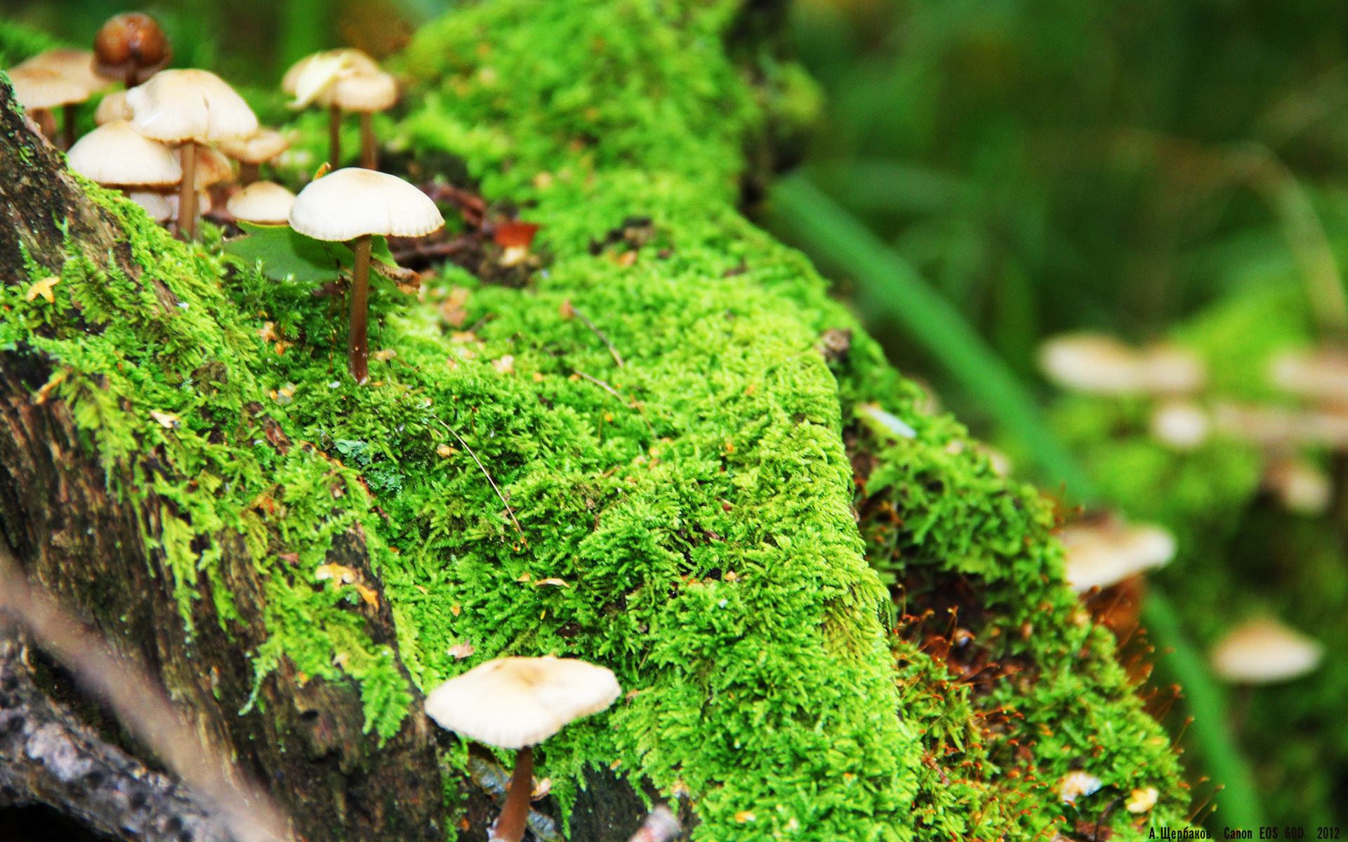 一个人的边境，当坎特的阴影笼罩罗马，伊拉克在绿茵场复国