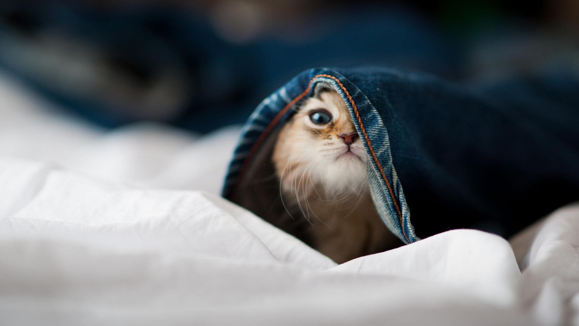 锁链与燎原，尤文图斯的精密机器如何碾碎蓝黑军团，而加克波的火光正照亮另一条征途