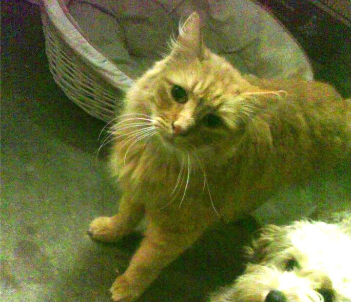 布克关键先生闪耀全场，76人强势晋级击败广厦队